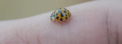 biedronka azjatycka na ręce