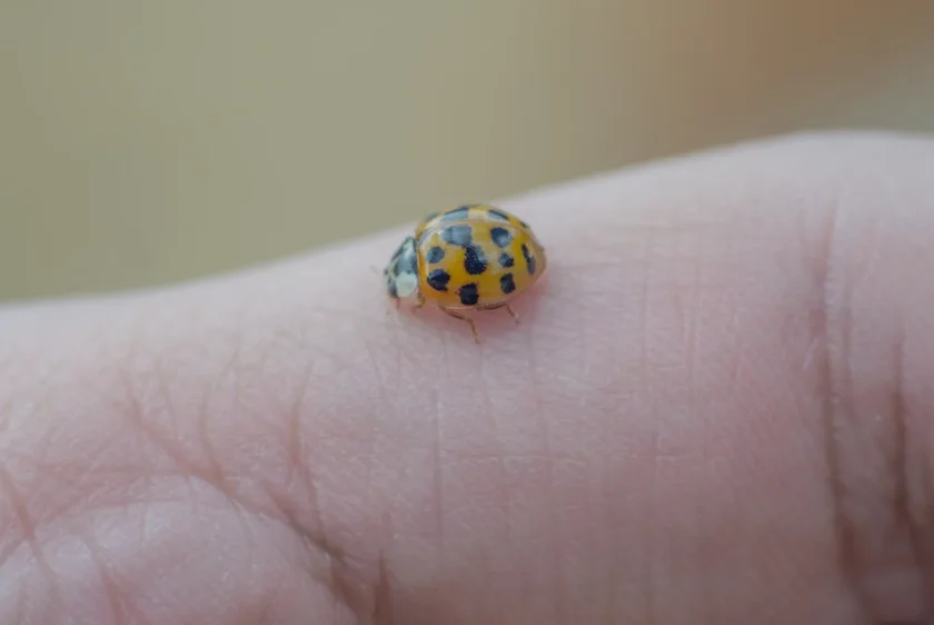 biedronka azjatycka na ręce