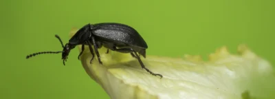 chrząszcz żeruje na roślinie