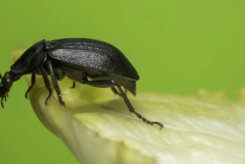 chrząszcz żeruje na roślinie