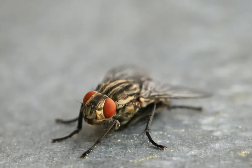 mucha siedząca na jakiejś powierzchni
