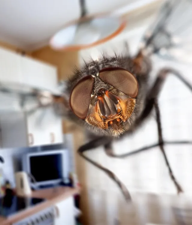 mucha_1000x1000 mucha_1000x1000