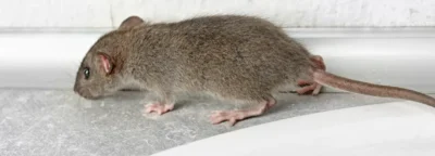 szczur_w_lazience