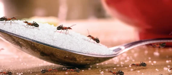 mówki na stole, chodzące po łyżce z cukrem